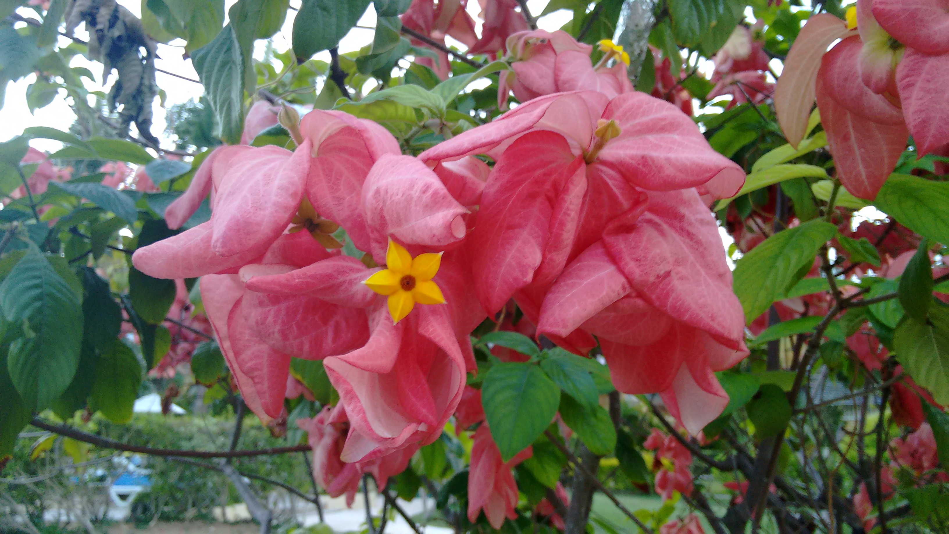 IMG_20151107_172217841